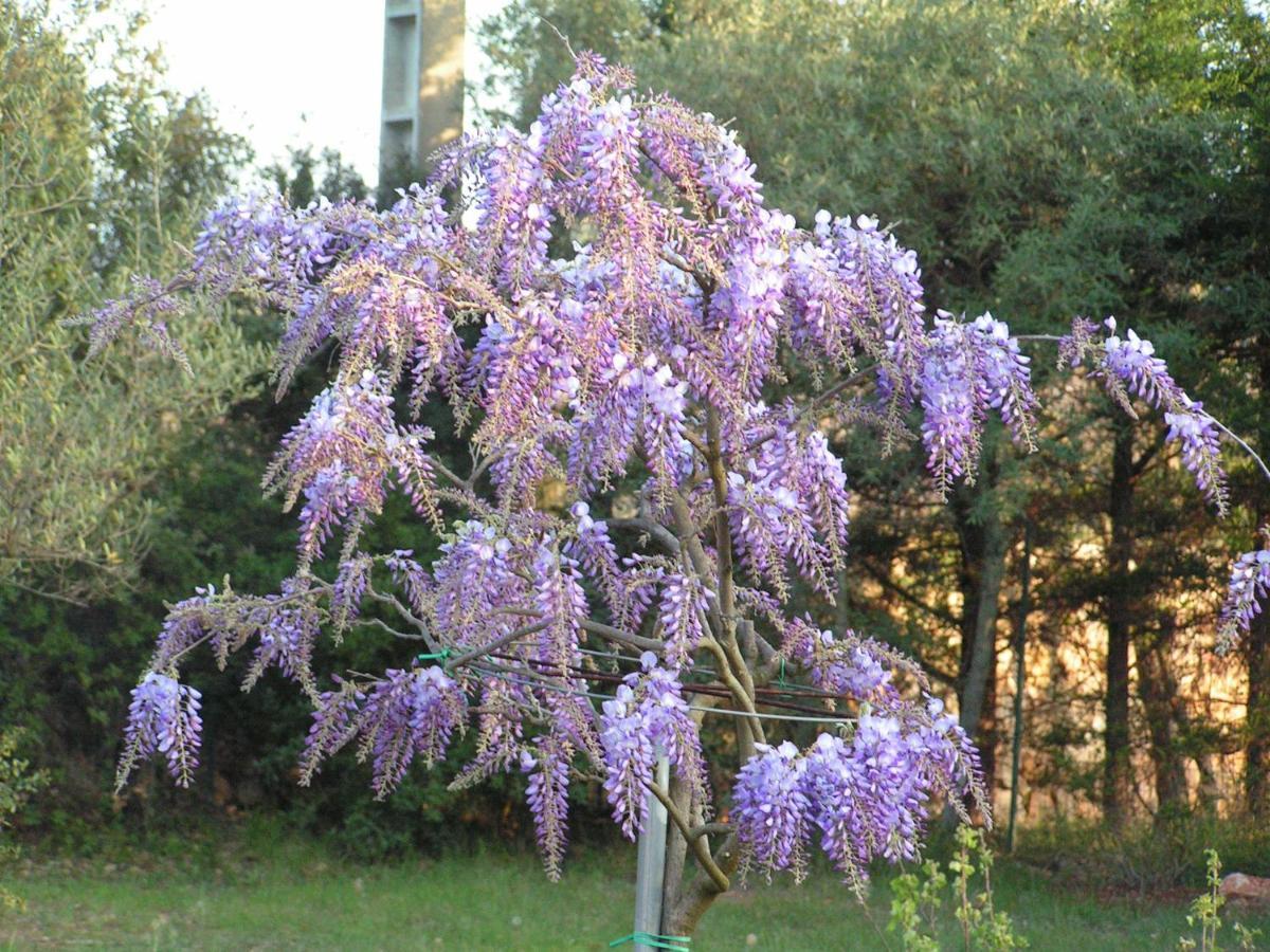 Le Jardin Des Selves Bed and Breakfast Draguignan Eksteriør billede